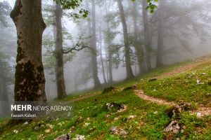 5032860 faezeh kaboli 3 - بهشت نگارستان ایران - سامانه ویکی تک پلاس