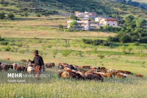 5032869 faezeh kaboli 13 - بهشت نگارستان ایران - سامانه ویکی تک پلاس