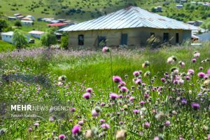 5032871 faezeh kaboli 16 - بهشت نگارستان ایران - سامانه ویکی تک پلاس