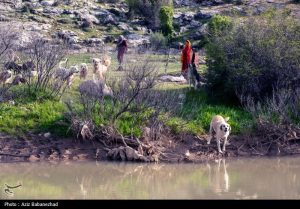 image62 - کوچ ییلاقی عشایر - سامانه ویکی تک پلاس